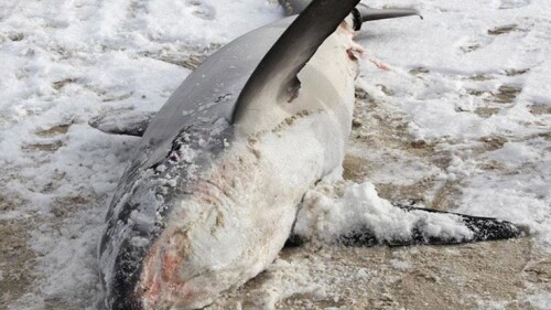 tiburon-congelado-eu
