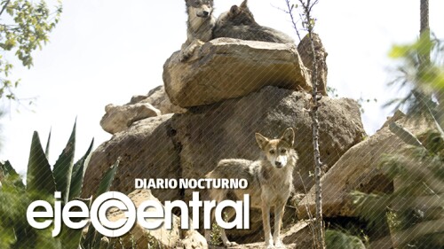 8_Promo_622_ LobosPerros