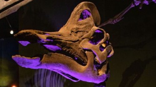 Dinosaurium