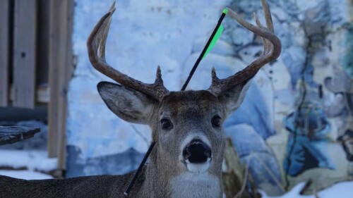 Venado cola blanca