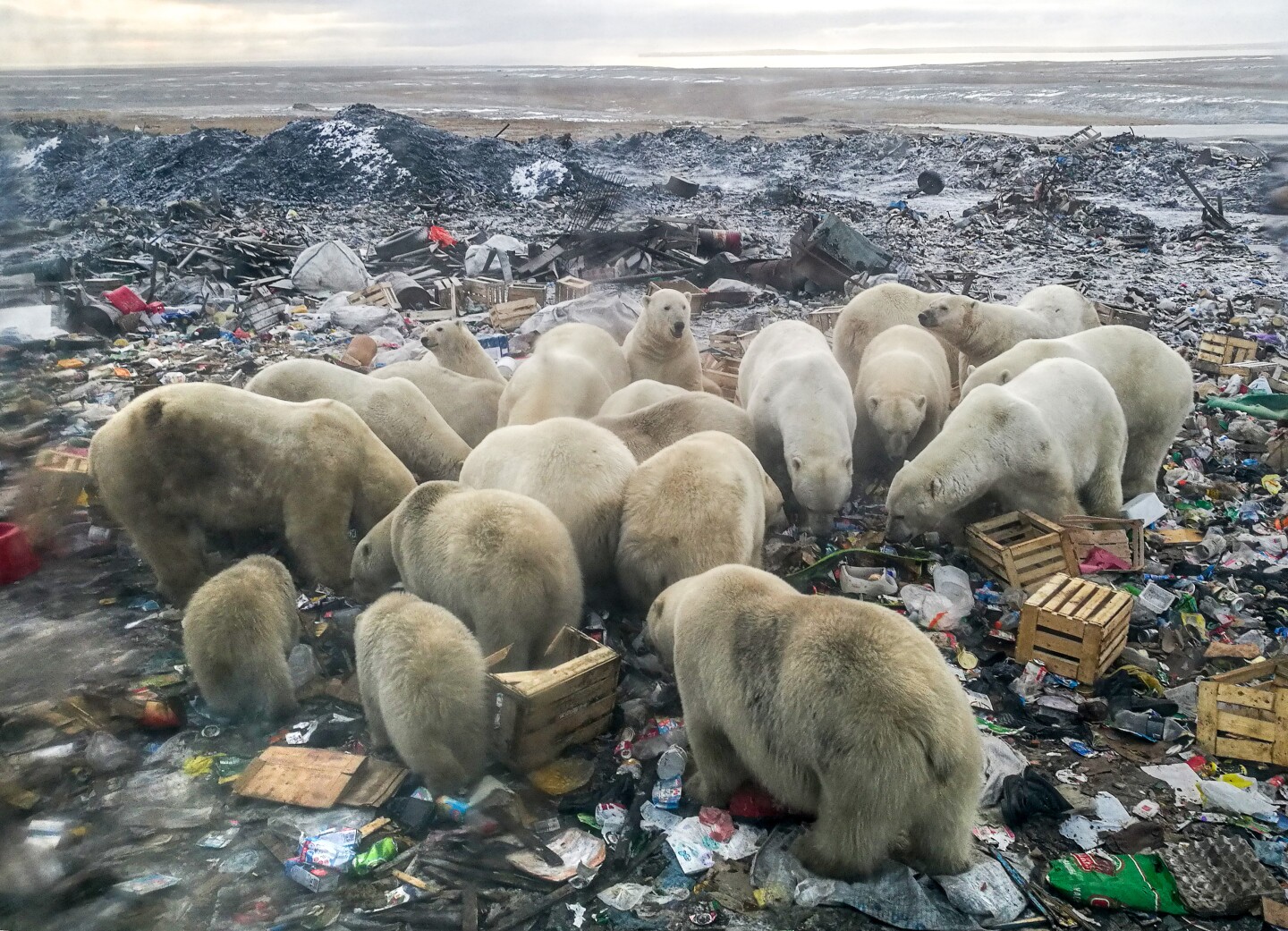 Cambio climático amenaza con inminente extinción de osos polares