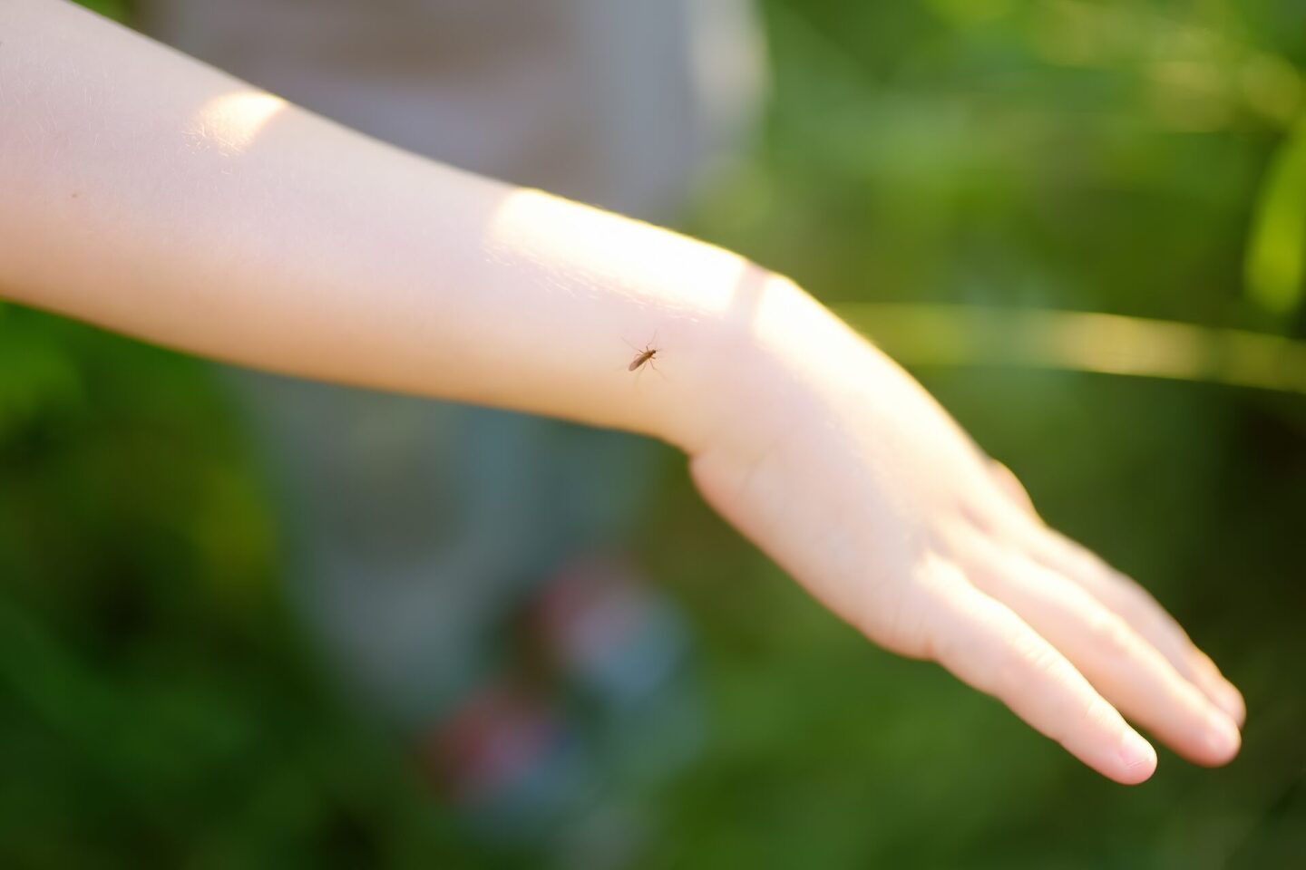 mosquito-sitting-on-the-hand-of-child-gnat-suckin-2022-11-11-19-21-45-utc