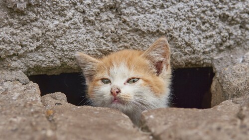 Gatos