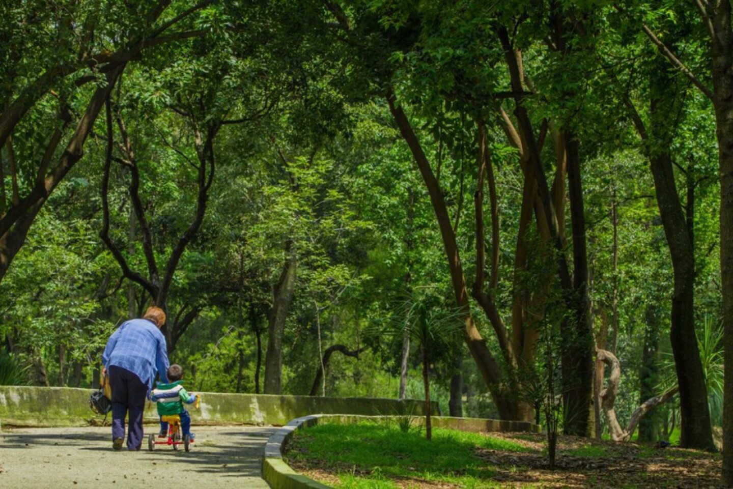 consulta Bosque de Chapultepec