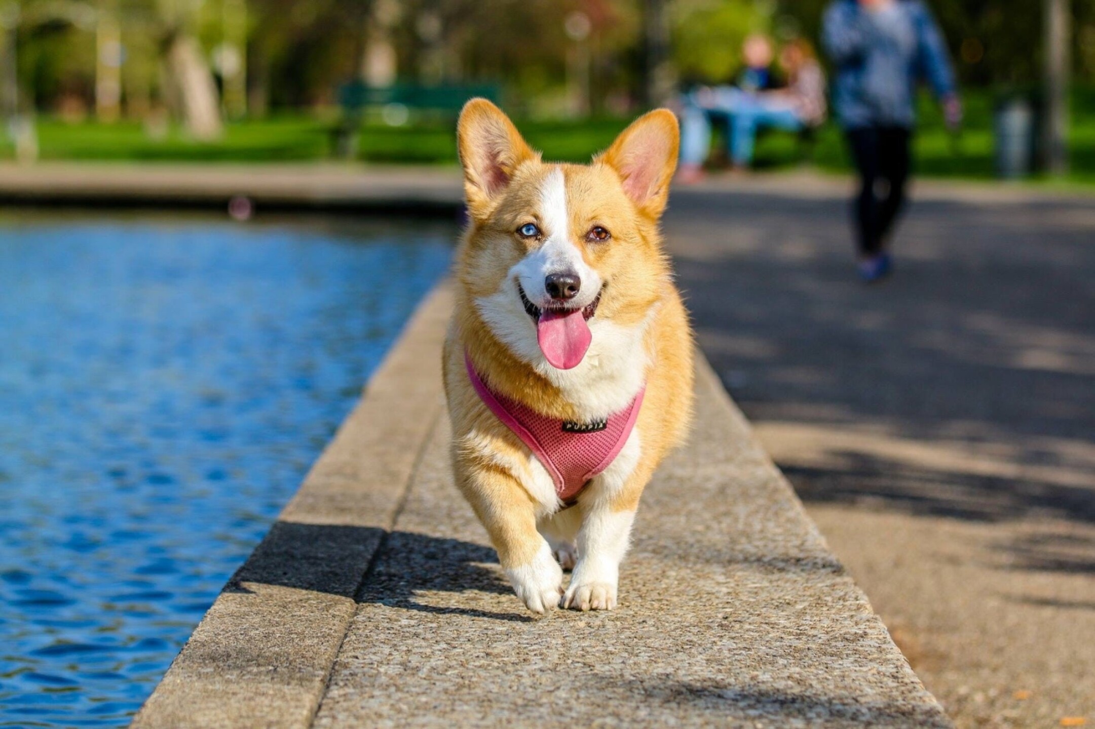 enfermedad-respiratoria-atipica-perros-2
