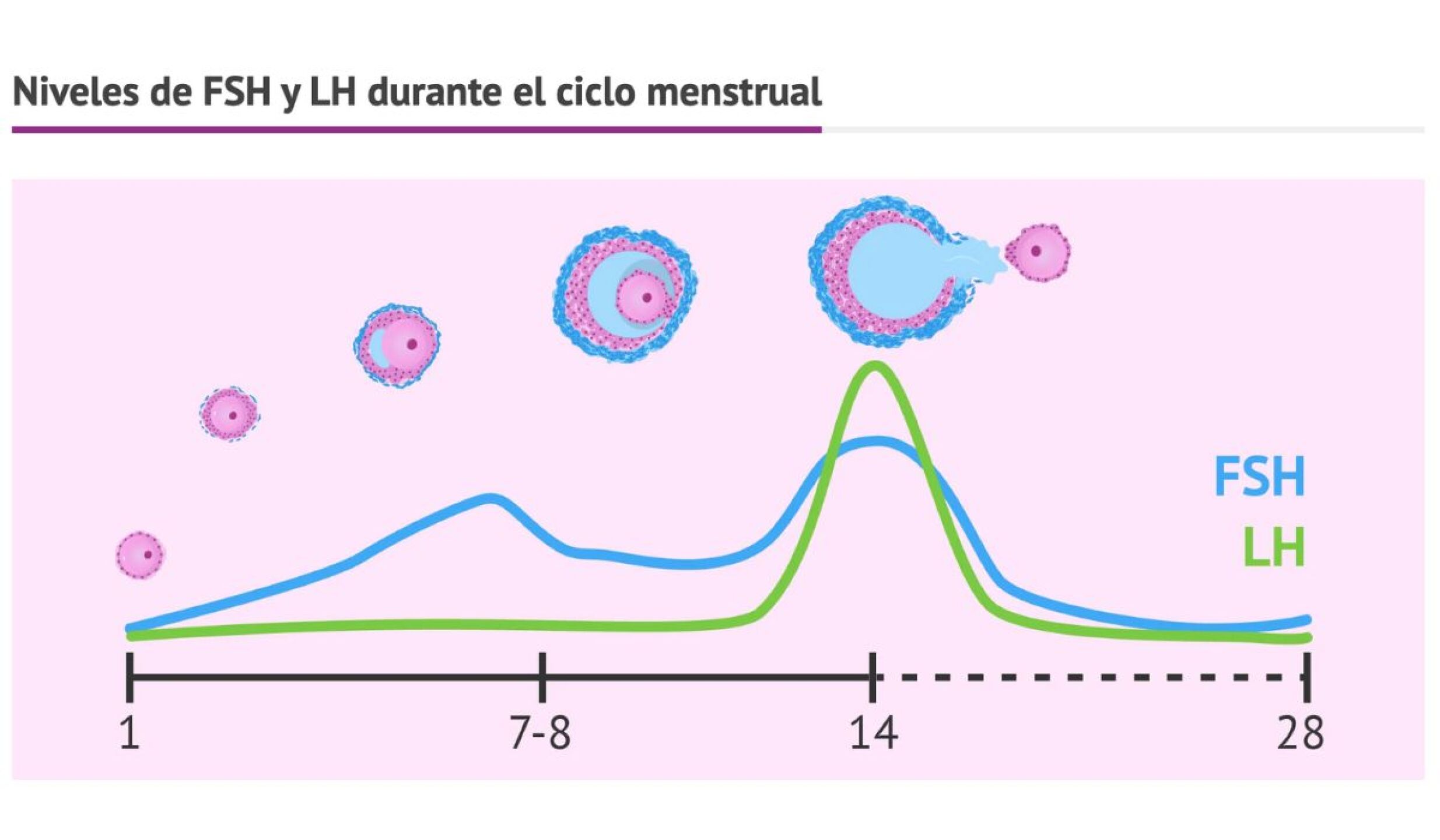 Niveles de FSH y LH durante el ciclo menstrual