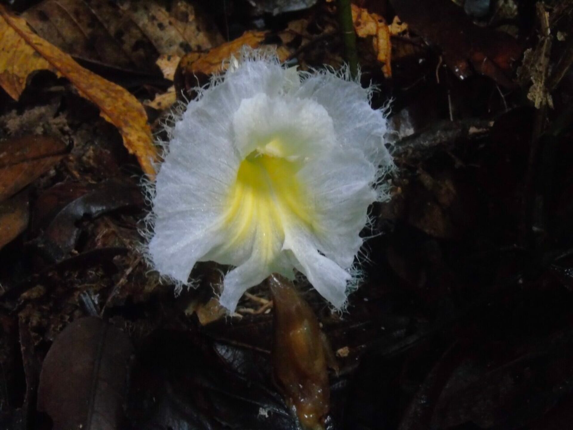 Parque-Nacional-Natural-Amacayacu-canas-agrias-1280x960