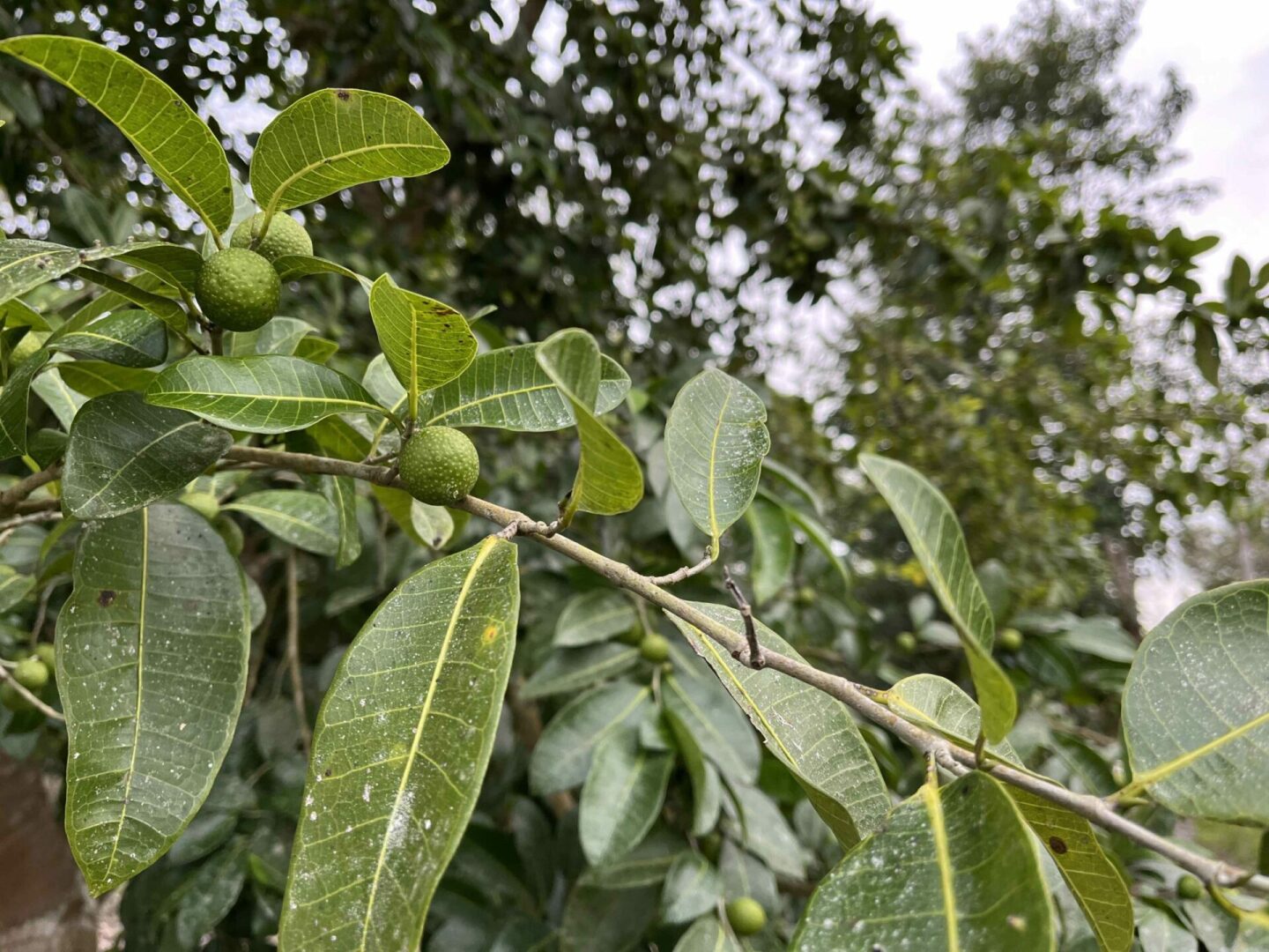 Ramon-arbol-maya-propiedades