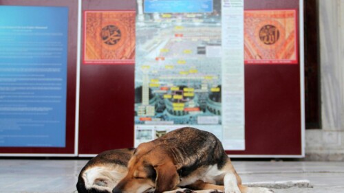 Turquía sacrificar perros callejeros