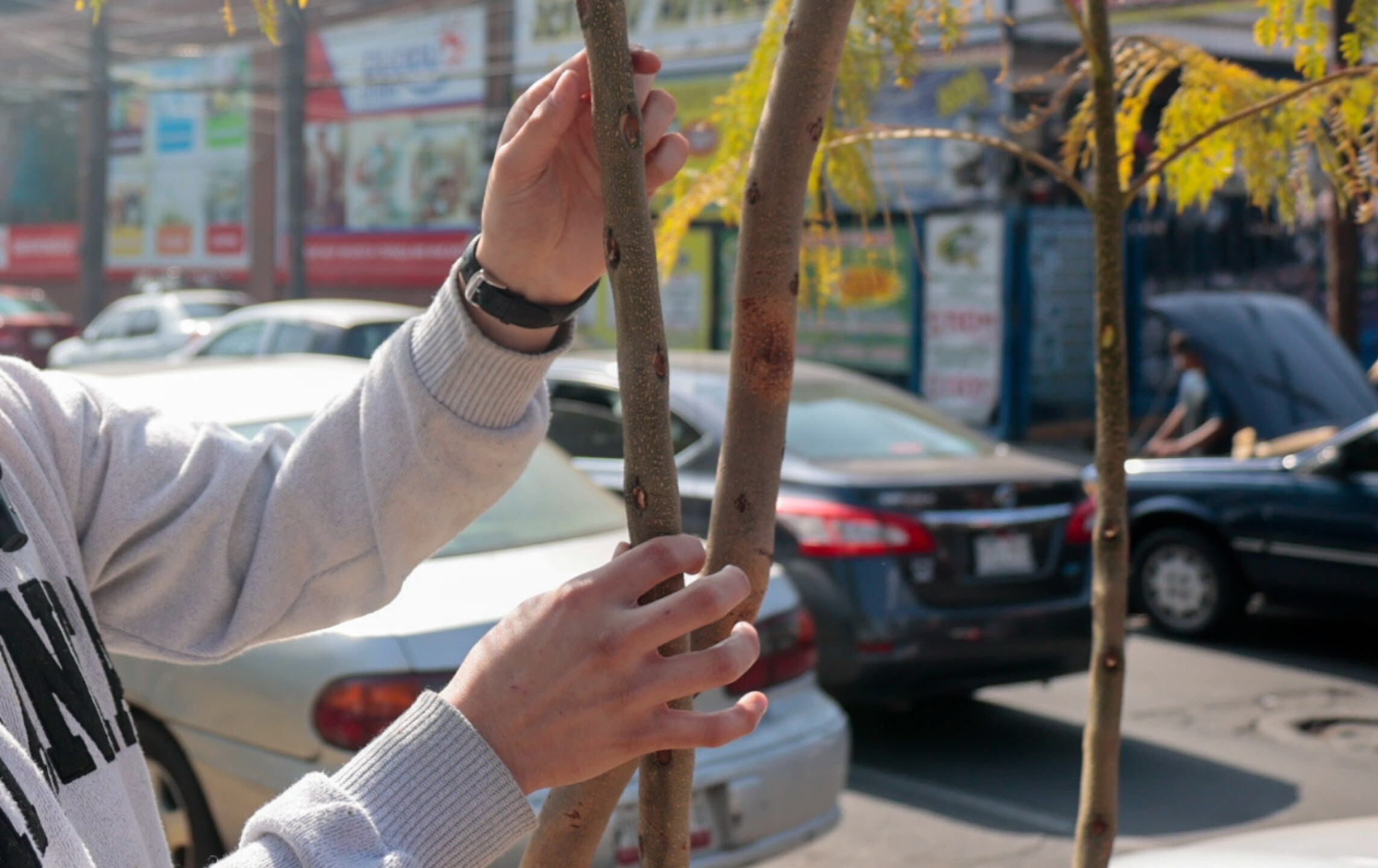 pelear-cambio-climatico-arbol-por-arbol