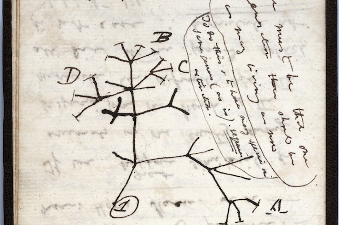 BRITAIN-SCIENCE-LIBRARY-CRIME-DARWIN