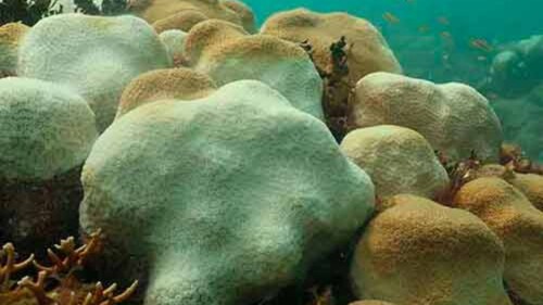 corales-mexico-unam