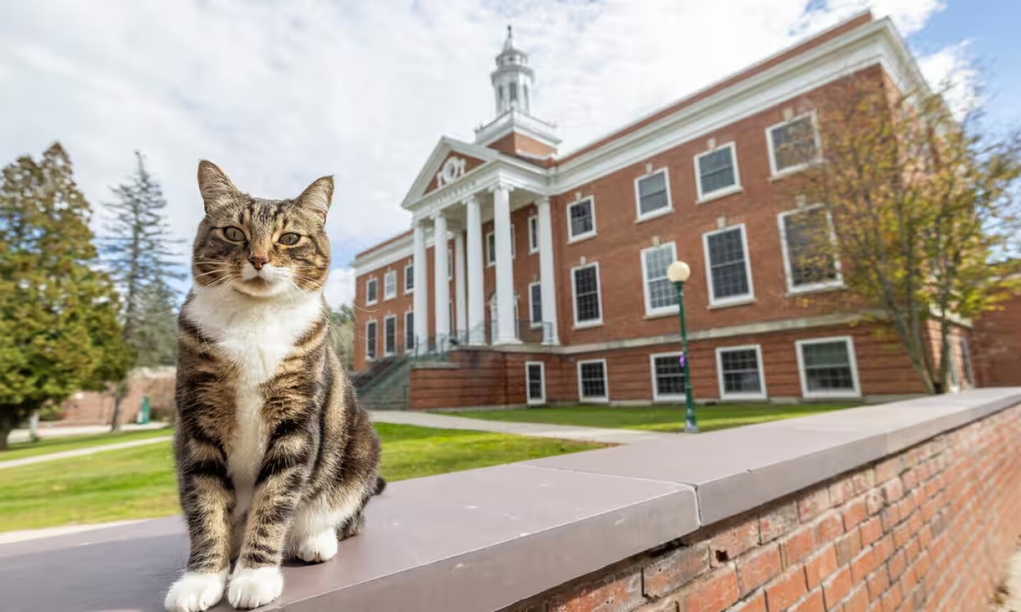 gato-doctorado-universidad