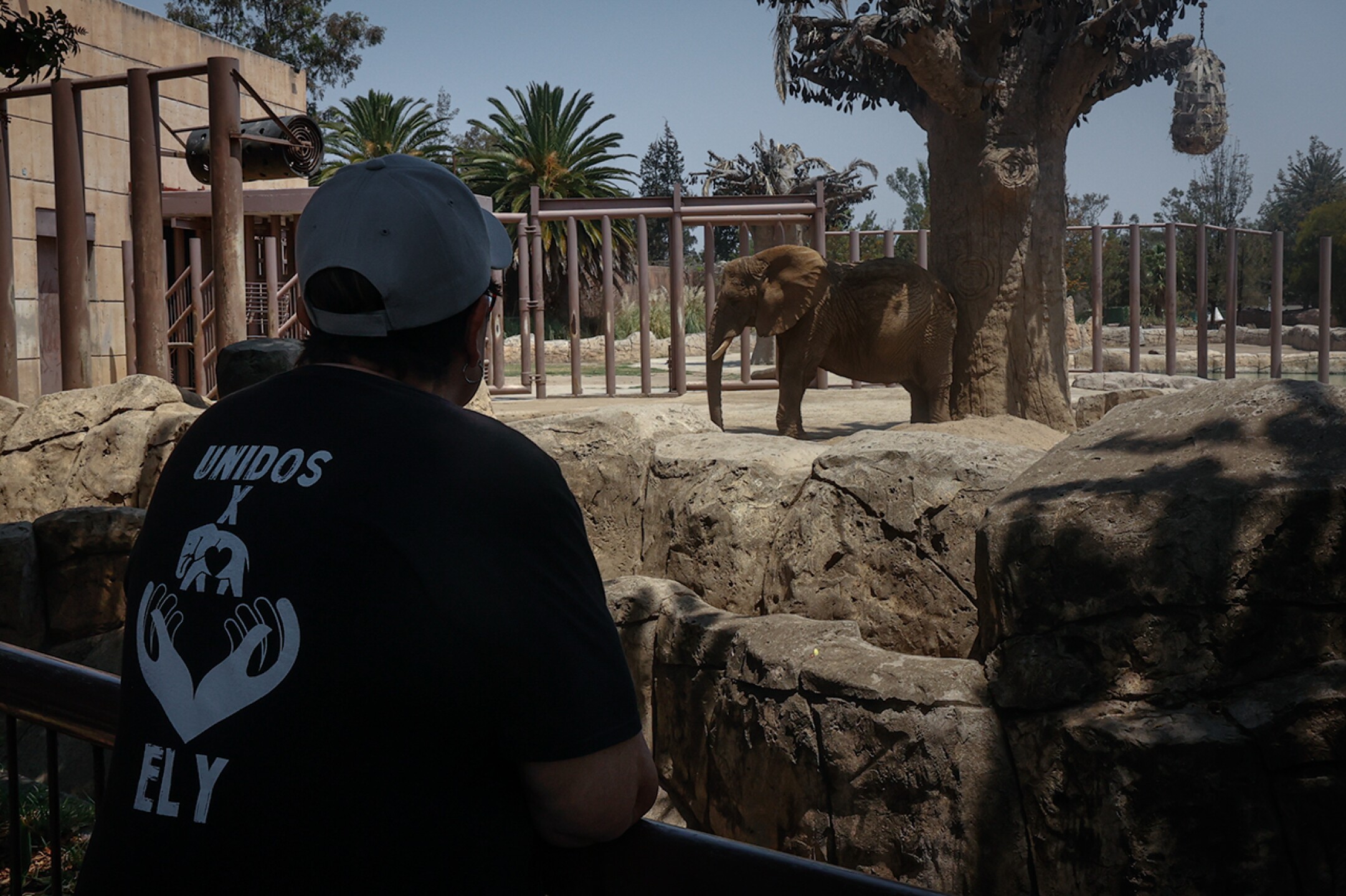 Elefante-Ely-zoologico-aragon-maltrato-descuido-Diana-Valencia-activista-7