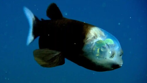 pez de cabeza transparente