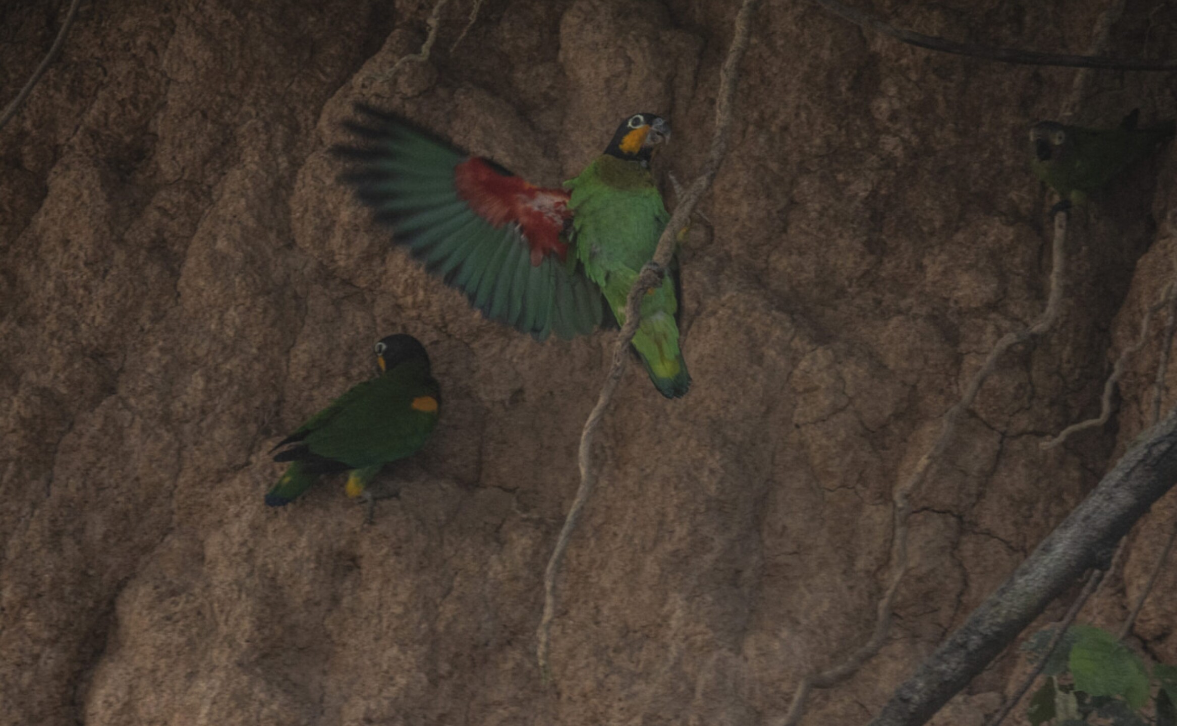 arboles-mongabay-6