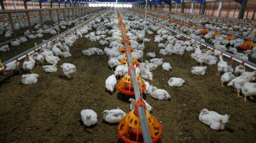 Edomex, el epicentro del primer caso de gripe aviar A(H5N2) en México