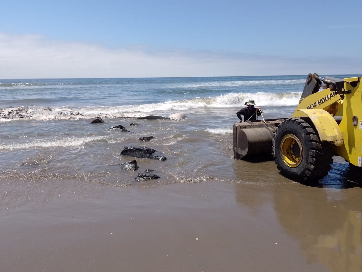 ballena muerta navolato sinaloa