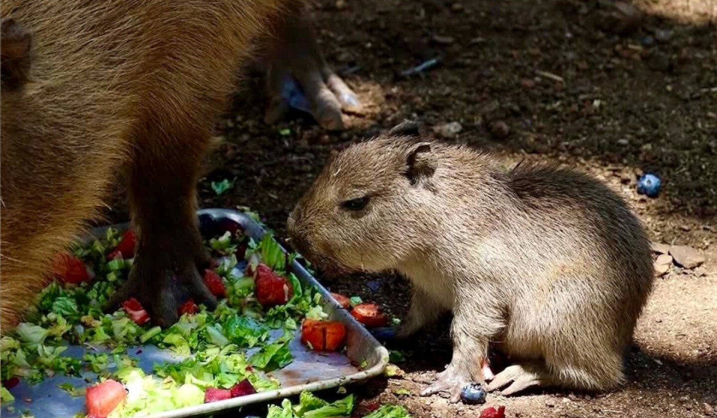 capibara bebé monterrey 3.jpg
