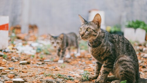gatos-vietnam