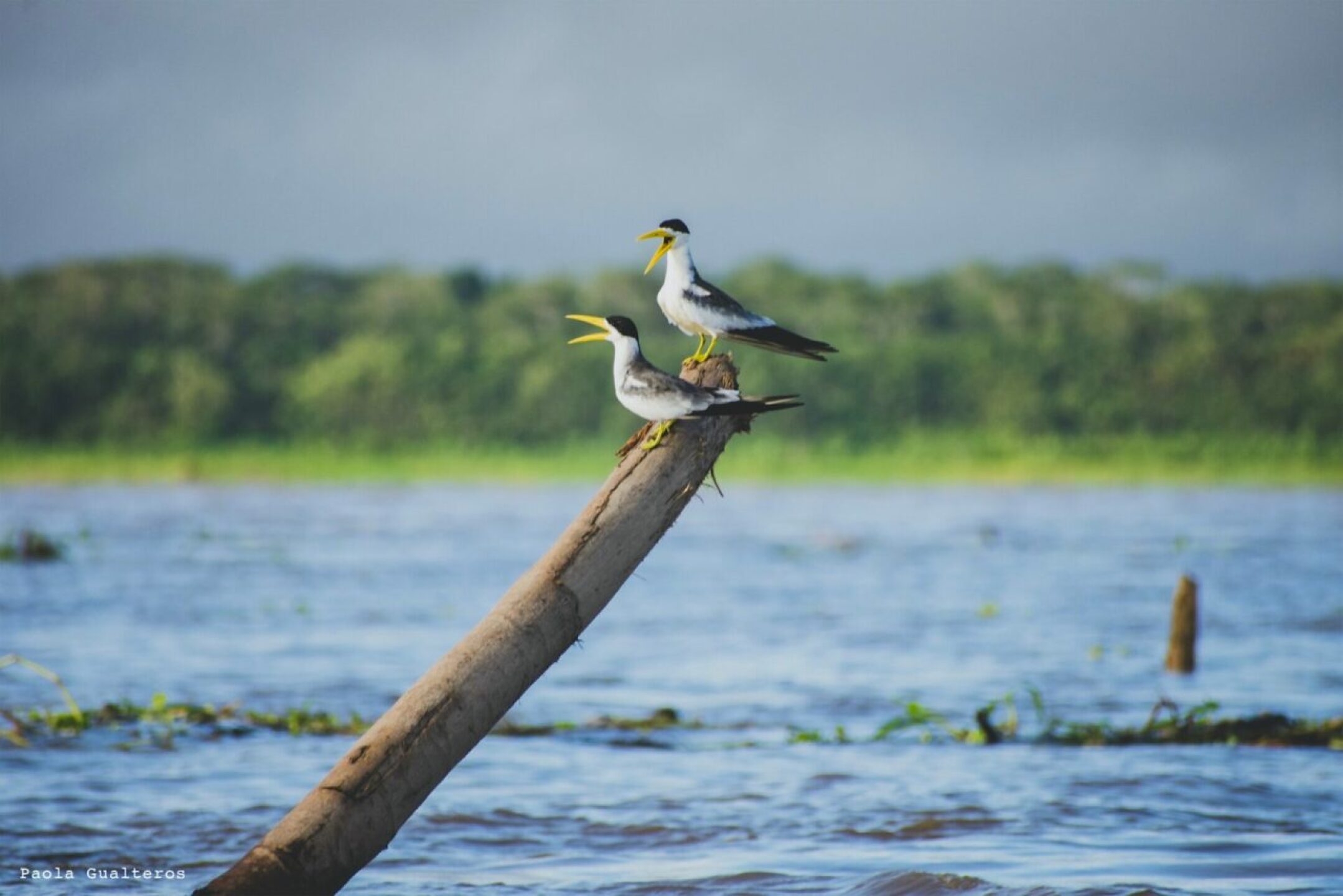 Parque-Nacional-Natural-Amacayacu-gaviotin-fluvial-1280x854