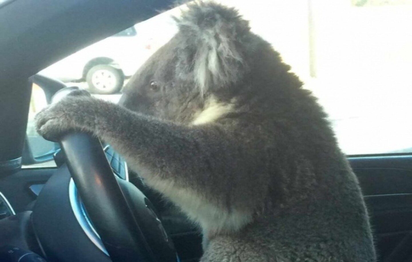 Koala_Australia