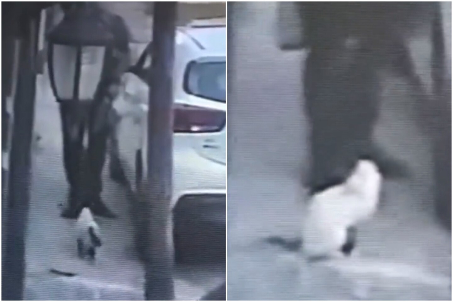 caso-talnepantla-gato