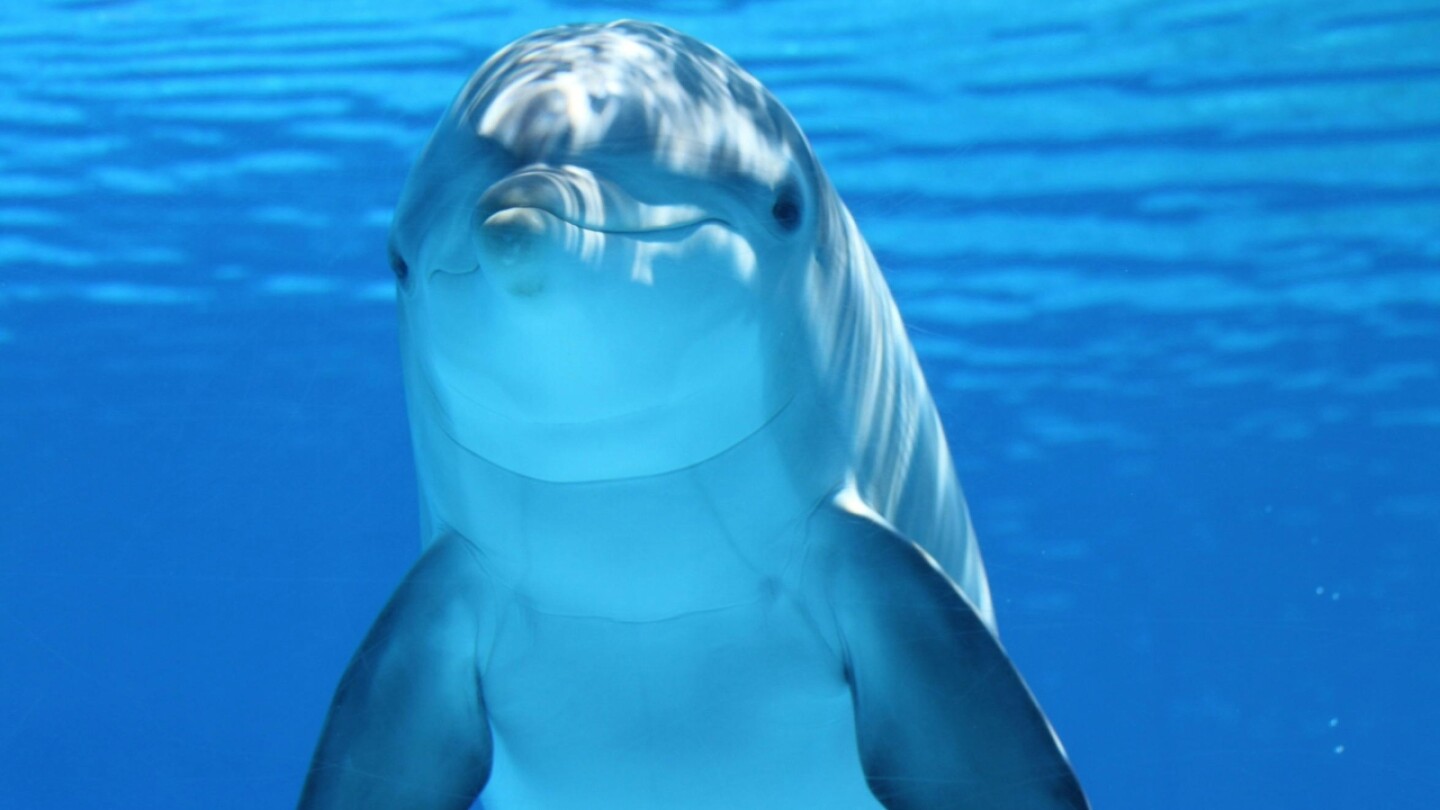 positivo fentanilo golfo de méxico