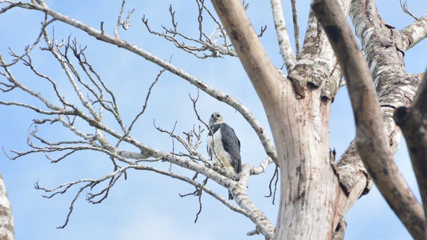La deforestación amenaza con matar de hambre a una de las águilas más grandes