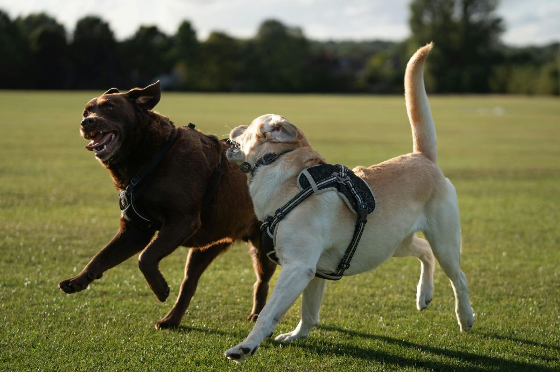 Adicciones en perros ansiedad estres