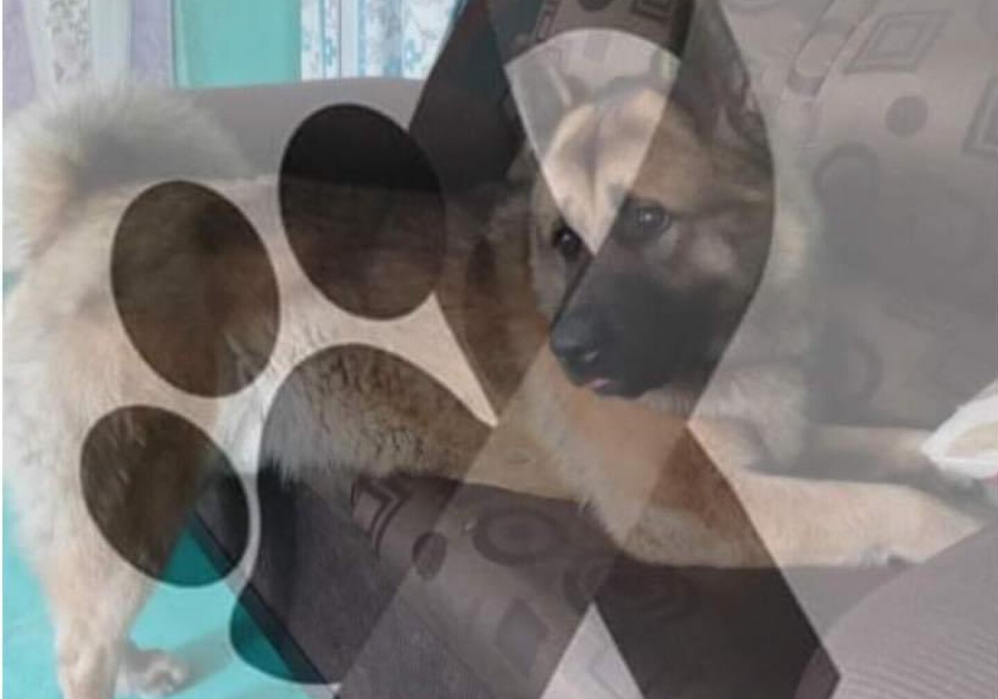 perro-kuko-nicolas -romero
