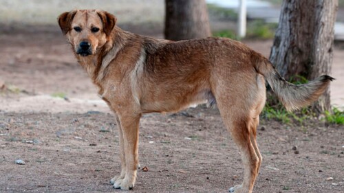 penas-por-maltrato-animal-cdmx-sanciones