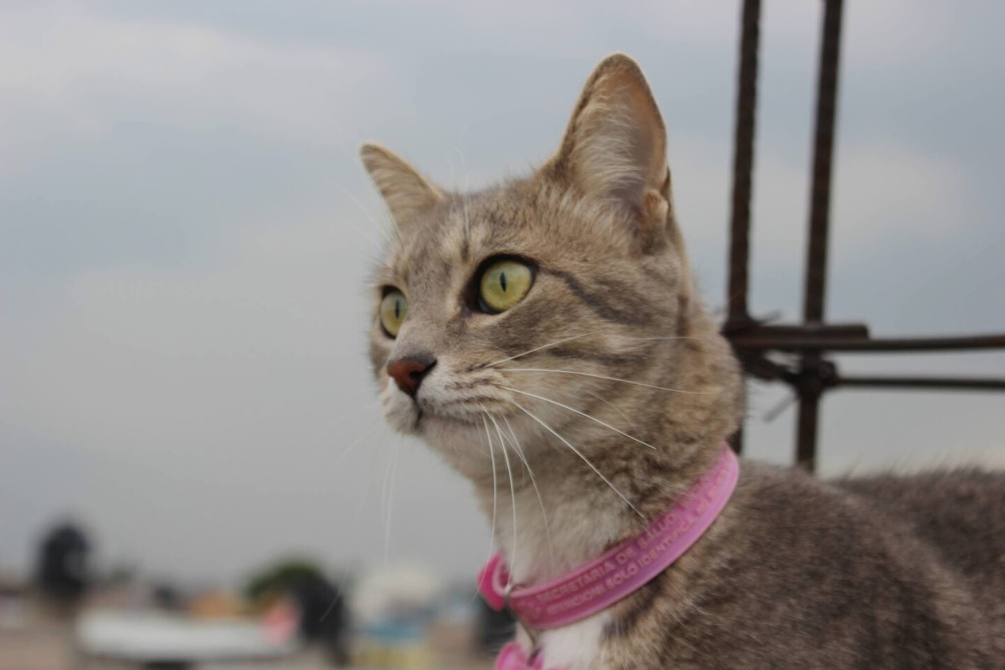 Gato