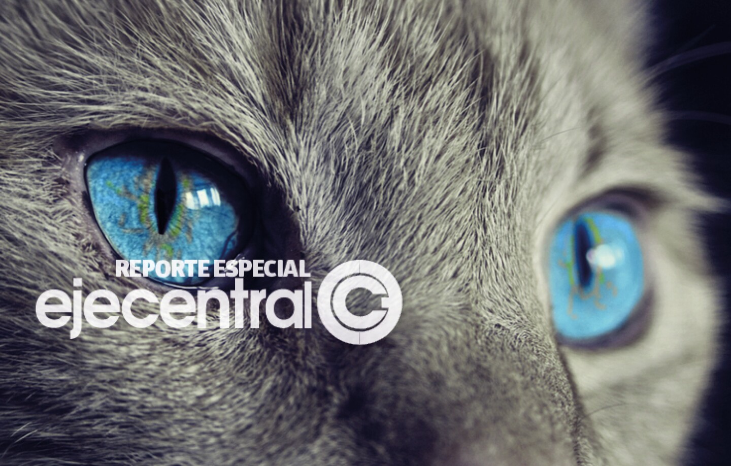 Promo_6Gatos