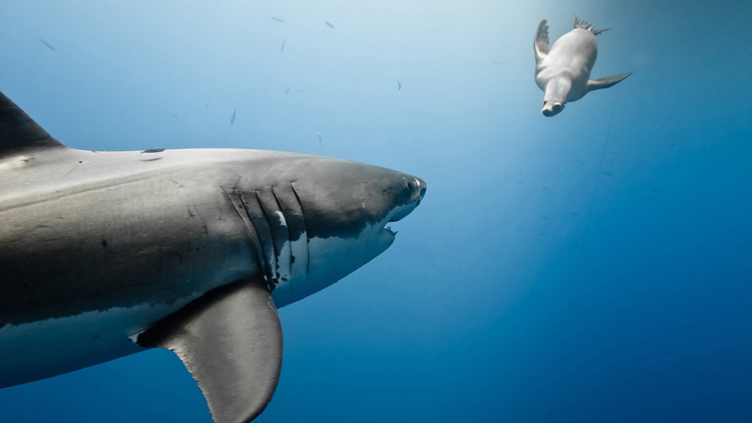 Tiburones, bajo investigación científica.