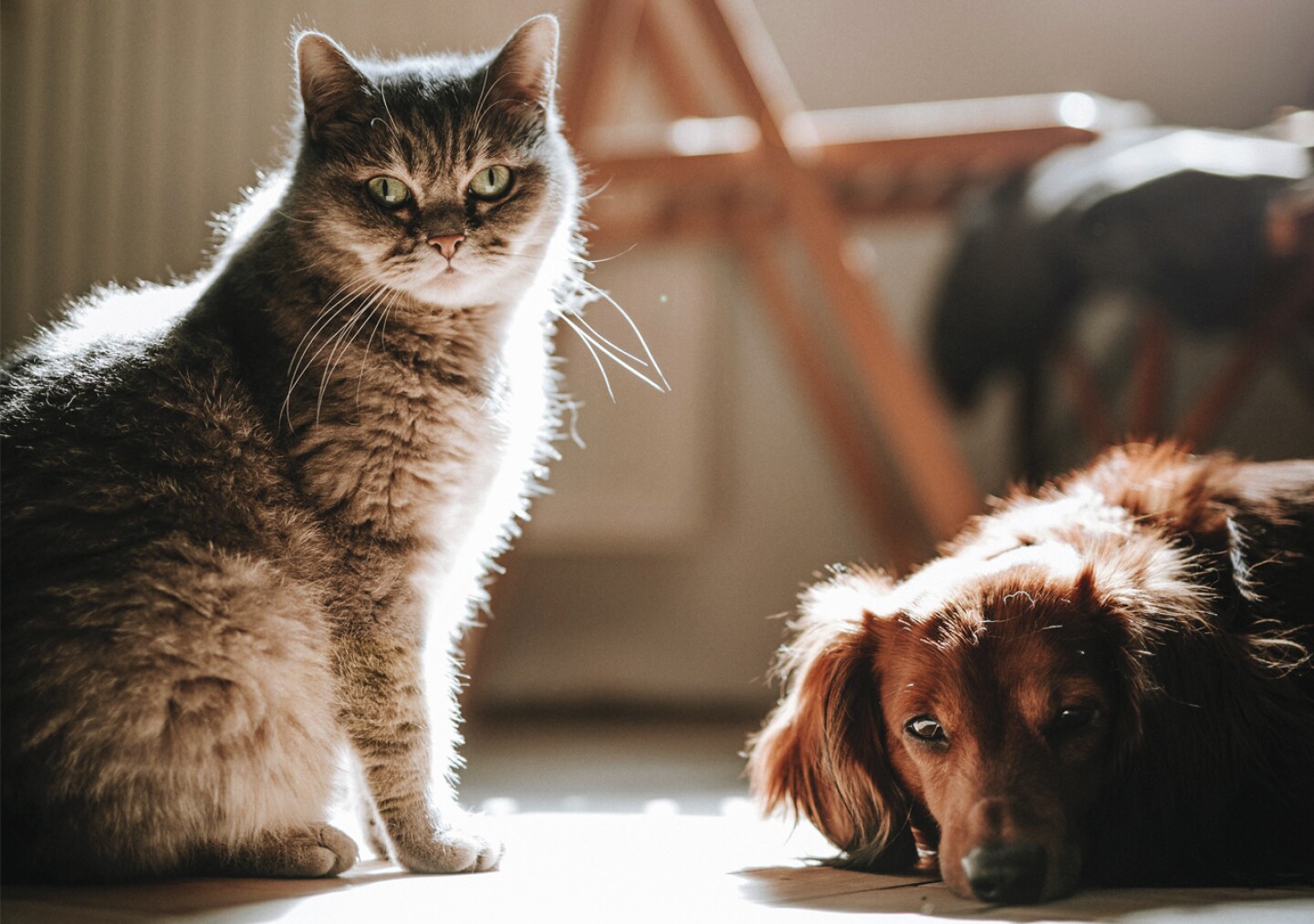 animales