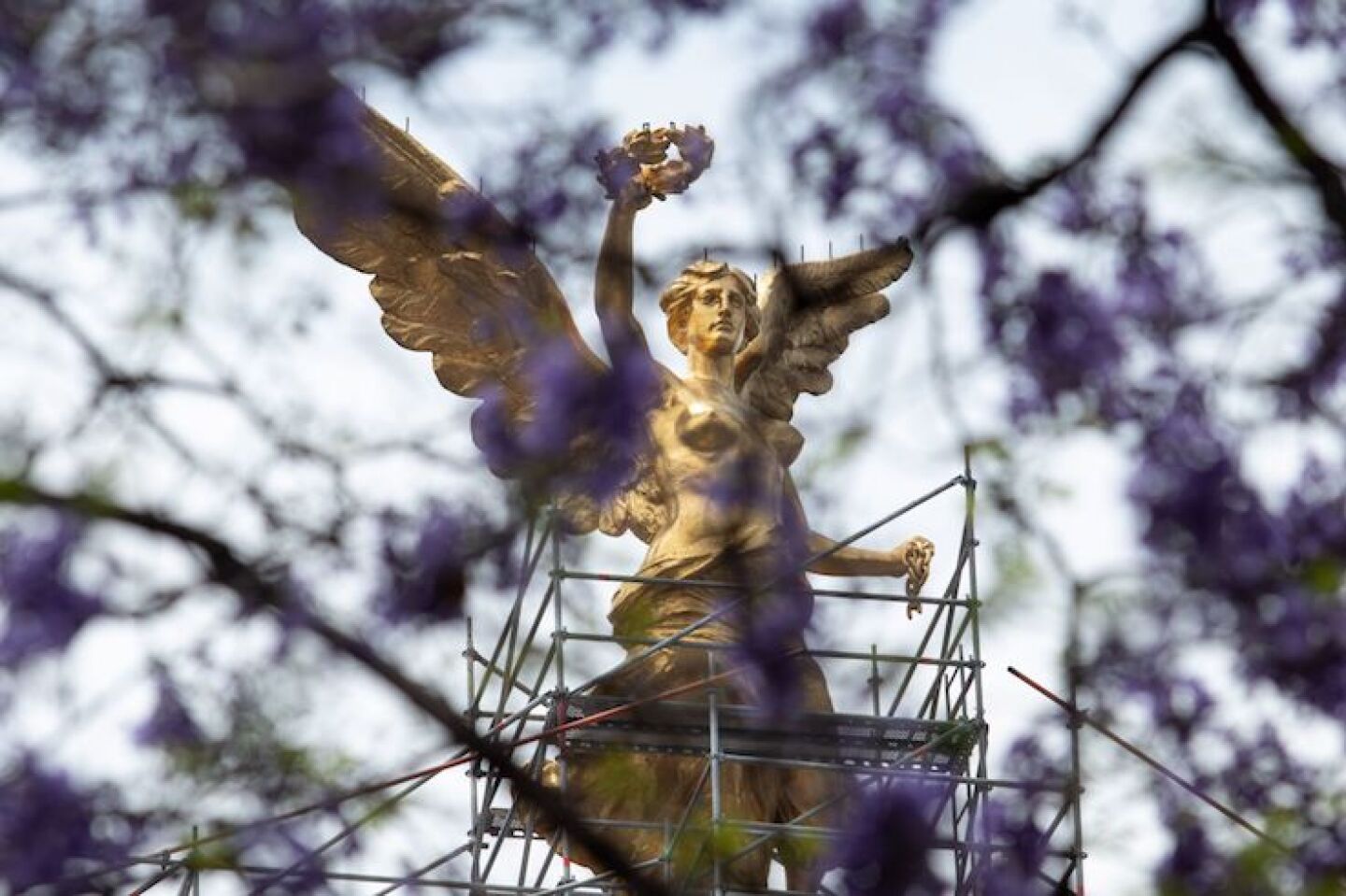 El Ángel de la Independencia y las jacarandas que comenzaron a florear en la capital.