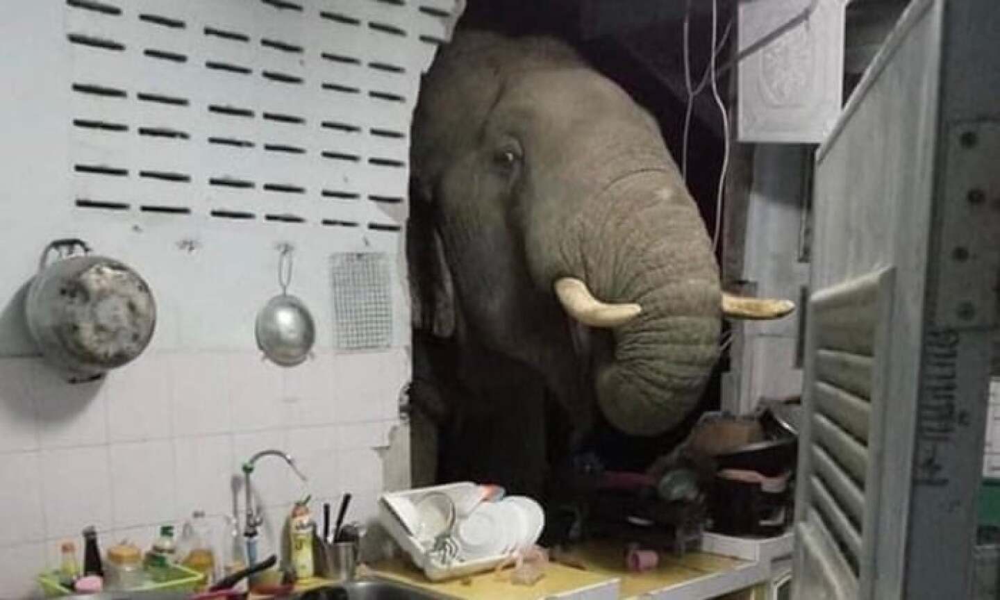 elefante en tailandia