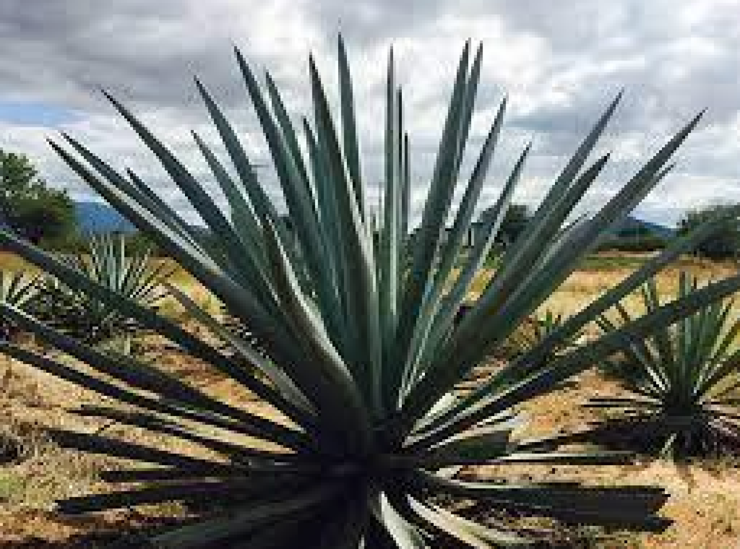 Captura de pantalla 2021-03-13 a la(s) 22.09.42