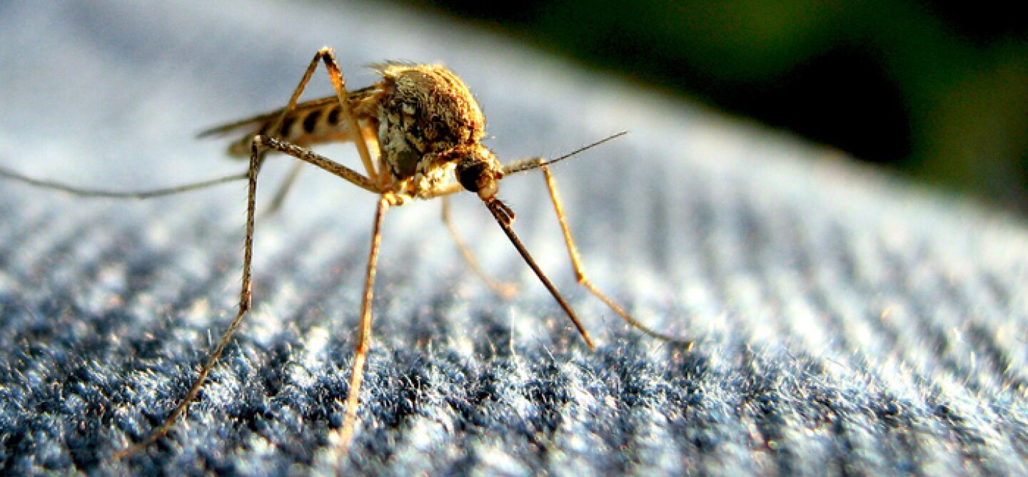 Virus-zika-podria-llegar-a-Mexico