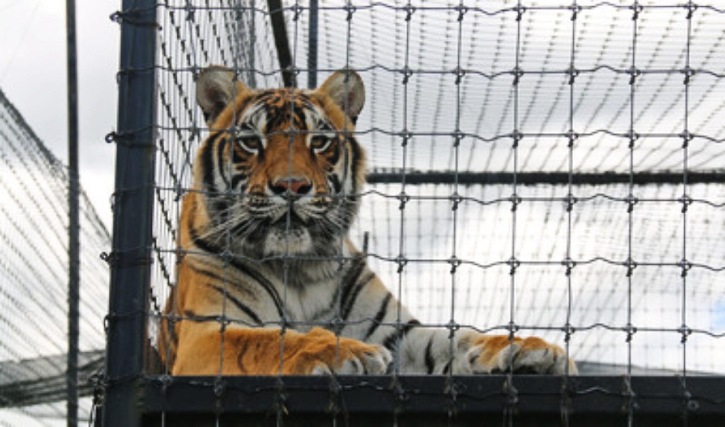 tigre-2