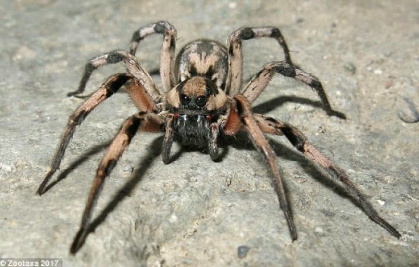 aragog 1