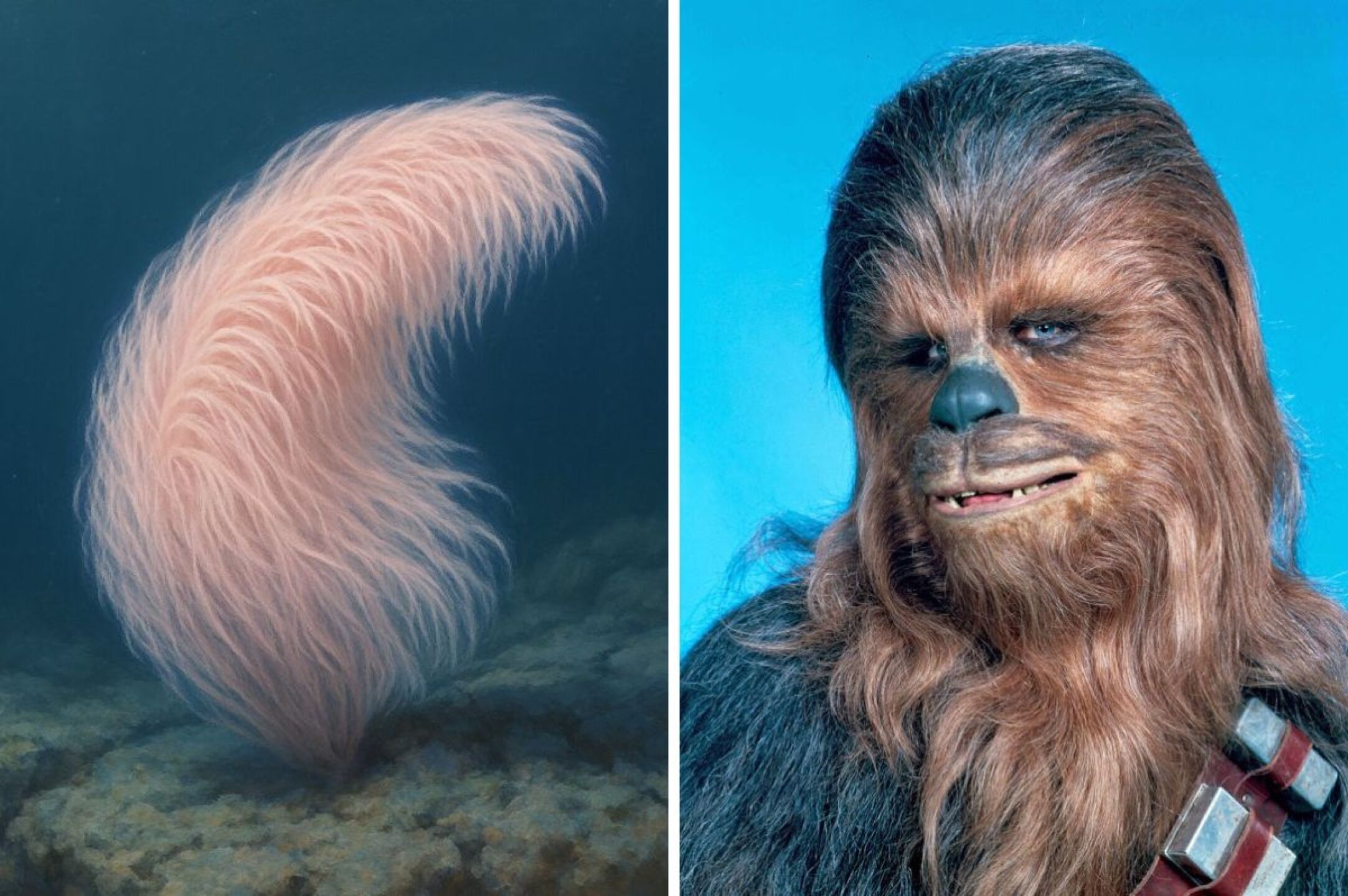 asi-es-el-coral-chewbacca-la-nueva-especie-inspirada-en-star-wars-descubierta-en-el-pacifico-fotos
