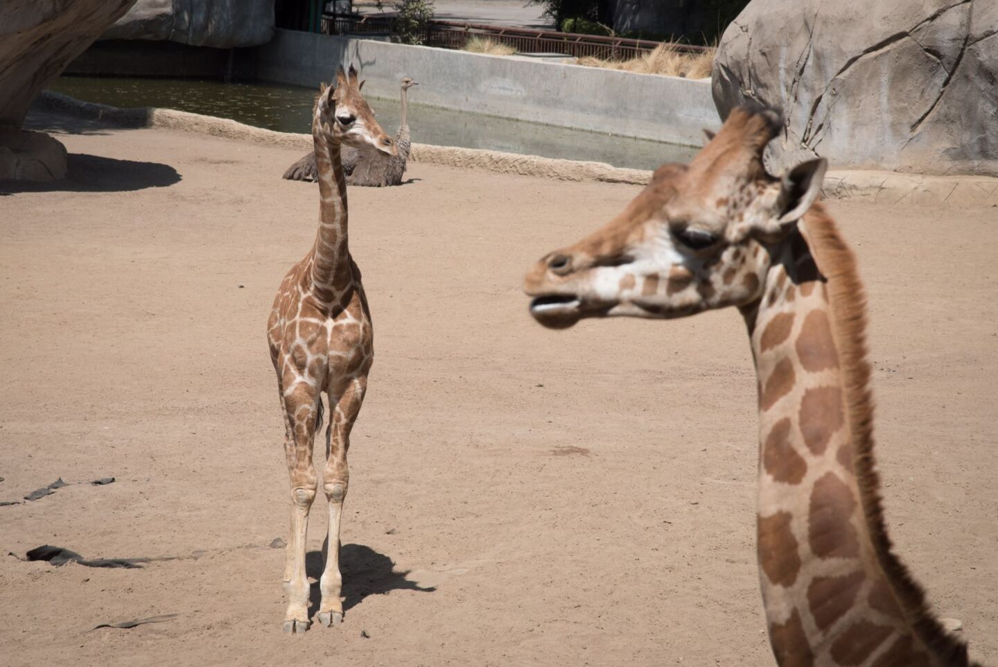 La nueva jirafa bebé del zoológico de chalputepec aún se encuentra en la búsqueda de un nombre mediante una encuesta que la Secretaría del Medio Ambiente de la capital (Sedema) ha puesto a disposición de la ciudadanía.