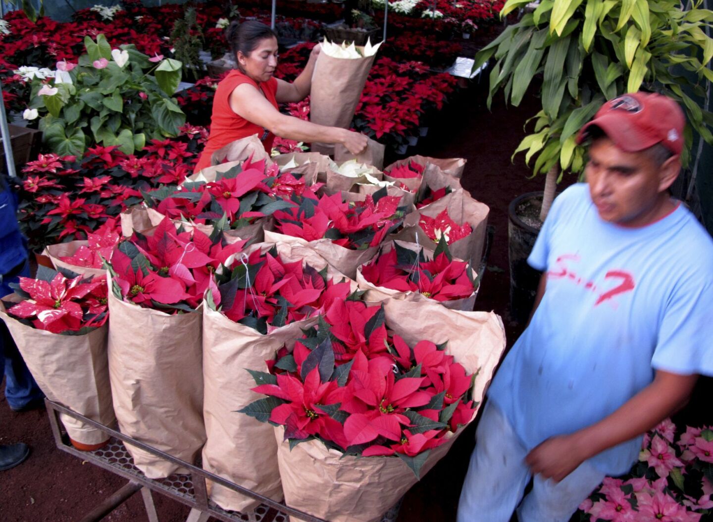 SILAO, GUANAJUATO, 17NOVIEMBRE2014. La cuetlaxóchitl, en náhuatl o nochebuena en español es una planta originaria de México que tiene como peculiaridad que sus hojas cambian de color y forma durante el otoño e invierno, por lo que generalmente son confundidas sus hojas con las flores. Es toda una tradición que sean las plantas preferidas para la decoración decembrina. FOTO: GERARDO M. GARCÍA /CUARTOSCURO.COM