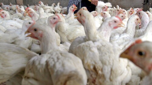 gripe-aviar-H5N1-efe-1