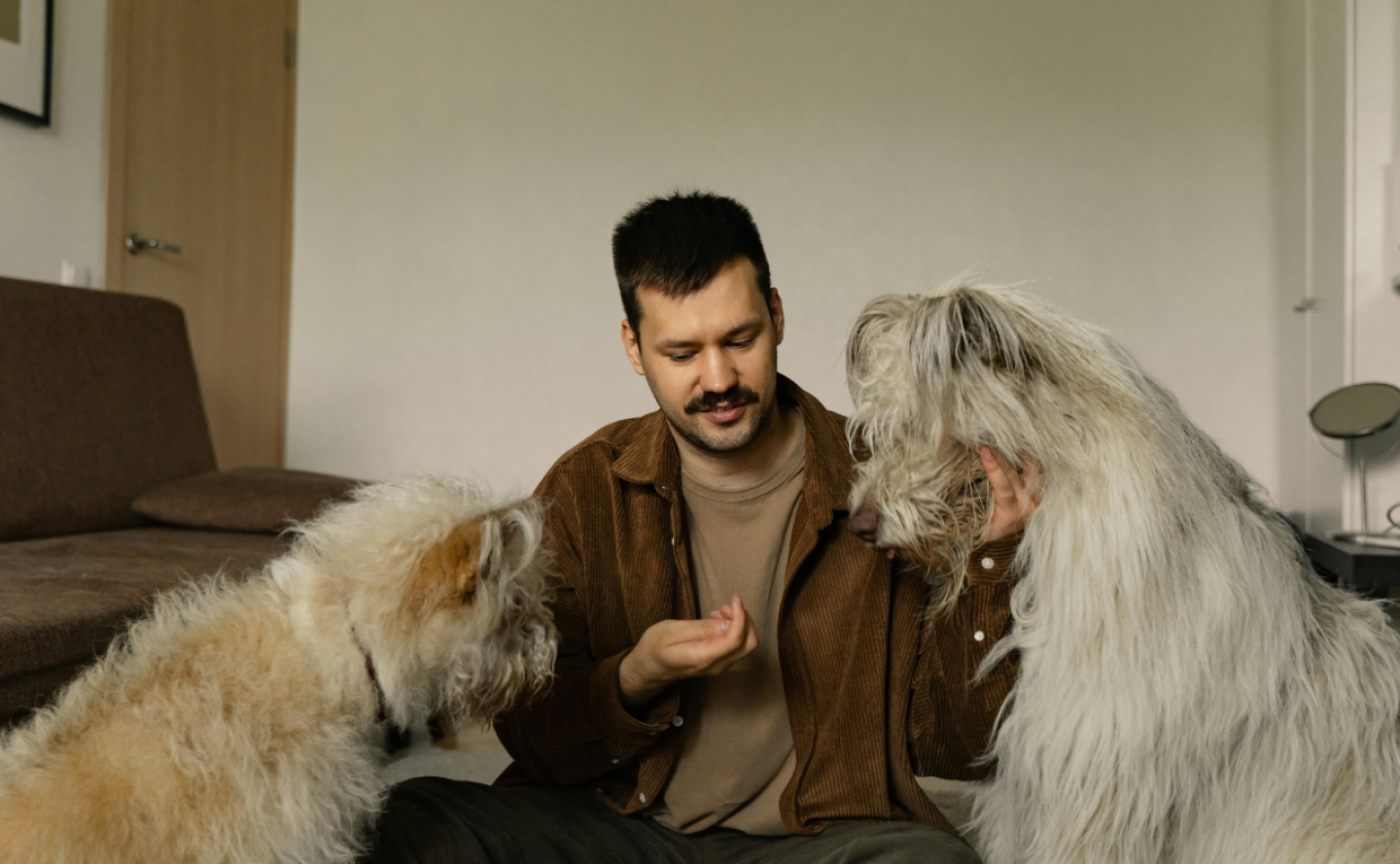 donde-ponerle-un-chip-a-mi-perro.png