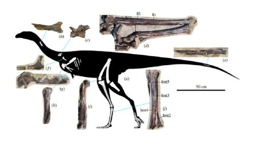 restos_dinosaurio_siberia_