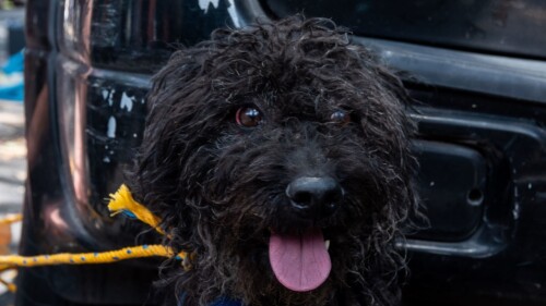 maltrato-animal-congreso-cdmx