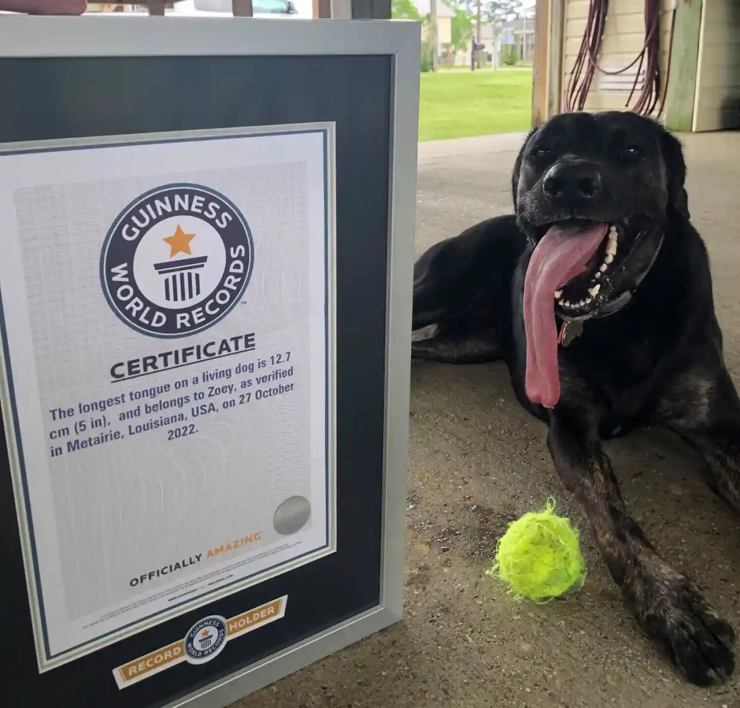 récord_guinness_perro_con_la_lengua_más_larga_del_mundo